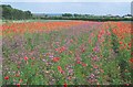 Naturescape Wildflower Farm, Langar