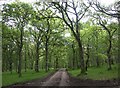 Woodland near Cullachy