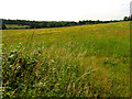 SU5469 : Fallow Farmland near Upper Bucklebury by Pam Brophy