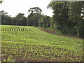 Planted field, between Harefield and Ickenham