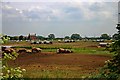 Free-range pig farming at North Muskham