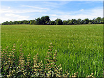 SU5378 : Fields of Barley near Compton by Pam Brophy