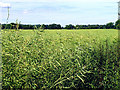 Crop near Little Hungerford