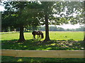 Horses at the farm