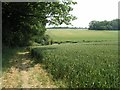 Fields of Barley