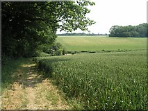 TQ2554 : Fields of Barley by Hywel Williams