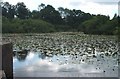 Ifield Mill Pond