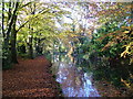 Basingstoke Canal, Sheerwater, Woking