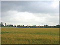 TQ5884 : Field of barley, North Ockendon, Essex by John Winfield