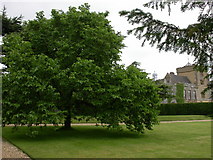 SP5750 : Canons Ashby House and Mulberry Tree by Kokai