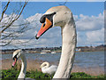 Across the River Stour from Manningtree