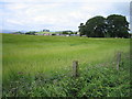 Barley growing on the outskirts of Dunfermline