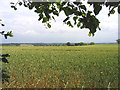 Farmland off Broxhill Road, Havering-atte-Bower, Essex