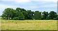 Fallow Farmland East of Cross Lane