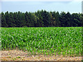 Cornfield near Bloomfield Hatch Farm