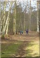 North Park Wood, Parham Estate, Nr Storrington, West Sussex