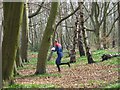 SK1706 : Fine Mature Woodland at Hopwas Hays Wood, near Tamworth. by Pete Chapman