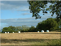 TQ2444 : Plastic wrapped straw bales in a field adjacent to Collendean Lane by James Insell