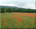 Poppy Field