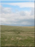 SX6264 : Isolated Tree - Stall Moor by Barnowl