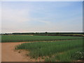 Waverley Farm - Onion Fields