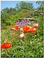 Poppies in Garden