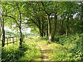 Bridleway through Holmbush Forest, near Colgate, West Sussex