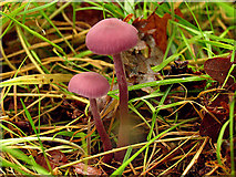 SU5870 : Amethyst deceiver Mushrooms ? by Pam Brophy
