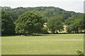 Field of Cows