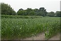 SU8234 : Corn Field by Ben Gamble