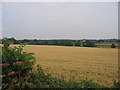 Wheatfield near Ashow