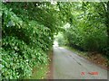 Tree cover lane at Dinorben