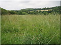 Hay Meadow by Lanjew Farm