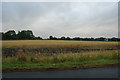 Farm land, Croft