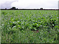 Field of beet