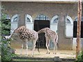 The Giraffe House at London Zoo