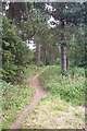 Path in Woods