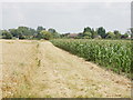 Maize and wheat fields near Forty Green