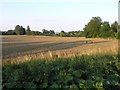 Fields ready for harvest, near Offham