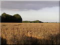 SZ4499 : Ripe wheatfield south of Lepe Farm, Lepe by Jim Champion