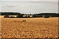 Trig points near Barrow in Suffolk