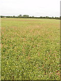 SP7704 : Field of Millet, near Longwick by David Hawgood