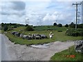 Common land at Pentre Halkyn