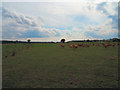 TQ1761 : Air strip, Rushett Farm by Roger Miller