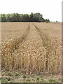 Corn field near Towersey