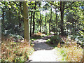 Woodland walk, Northcliffe Woods