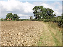 SU9486 : Abbey Park Farm across a cornfield, by Littleworth Common by David Hawgood