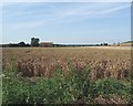 Over fields to Hambrook Buildings