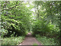 Path through Pondhead Inclosure, New Forest