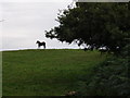 Horse on Pink Moor